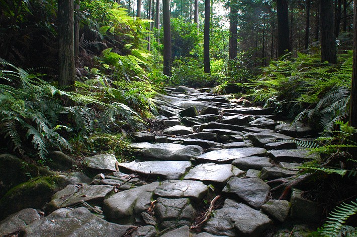 和歌山の世界遺産「熊野古道」を歩く！奥深い木々と大社の見どころまとめ