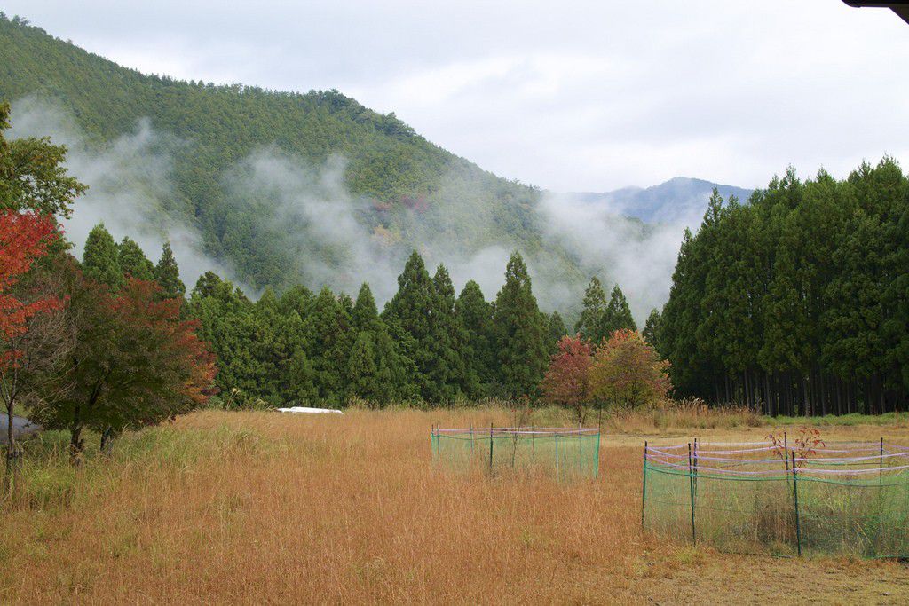 和歌山の世界遺産「熊野古道」を歩く！奥深い木々と大社の見どころまとめ