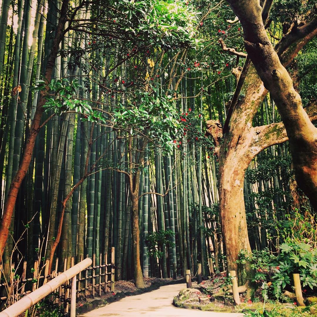 鎌倉で人気の観光スポット「報国寺」見どころ５選！美しい竹林や座禅の体験も！