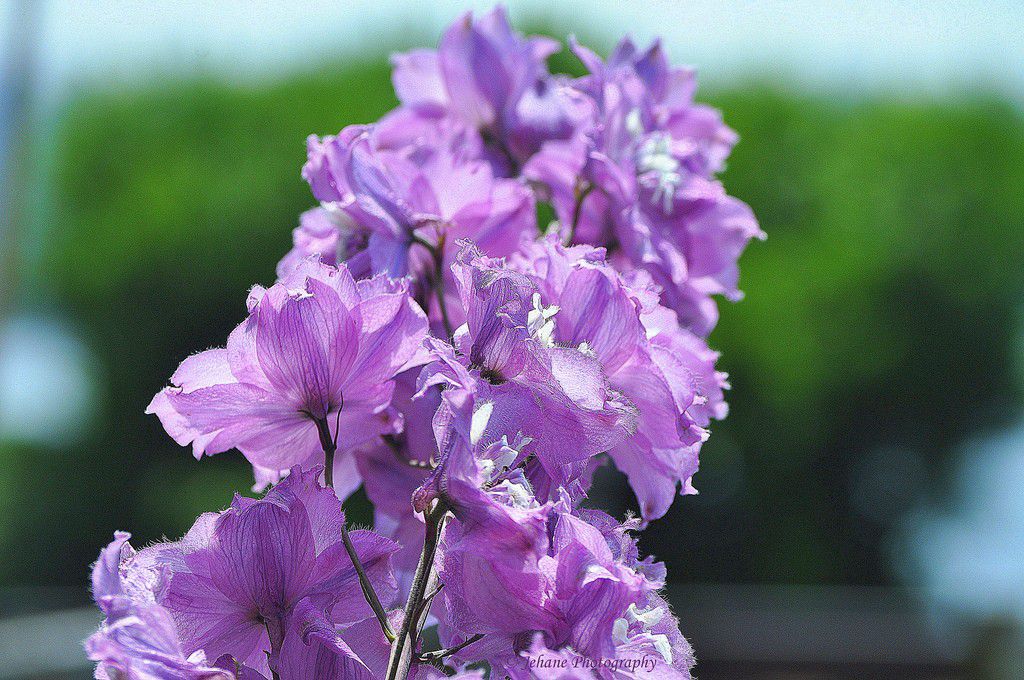 カナディアンロッキーに映える！紫の花を咲かせる美しき植物5選