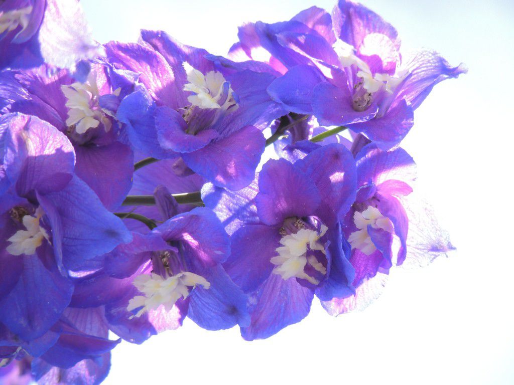 カナディアンロッキーに映える！紫の花を咲かせる美しき植物5選