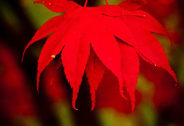 カナダの公園で紅葉狩り！メープル街道観光で行くべき観光スポット６選