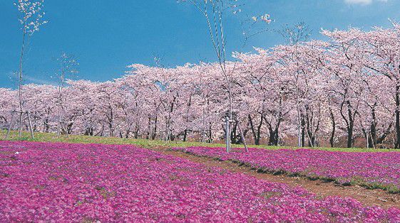 満開まであと少し！関東でオススメのお花見スポット5選