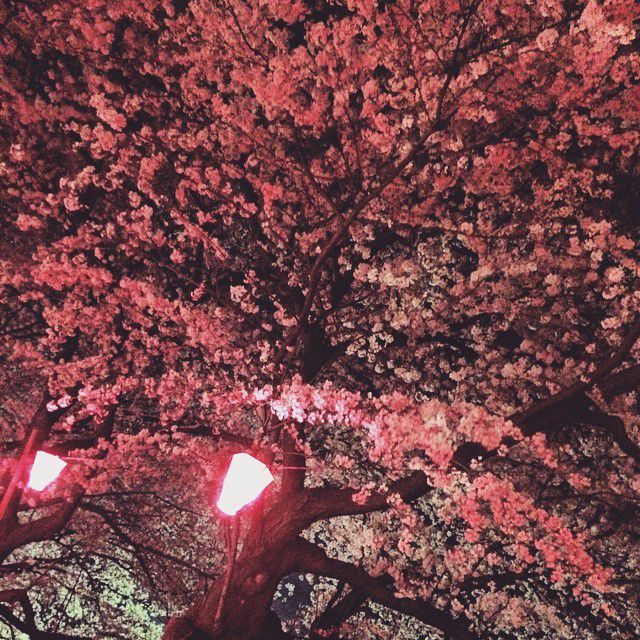 満開まであと少し！関東でオススメのお花見スポット5選