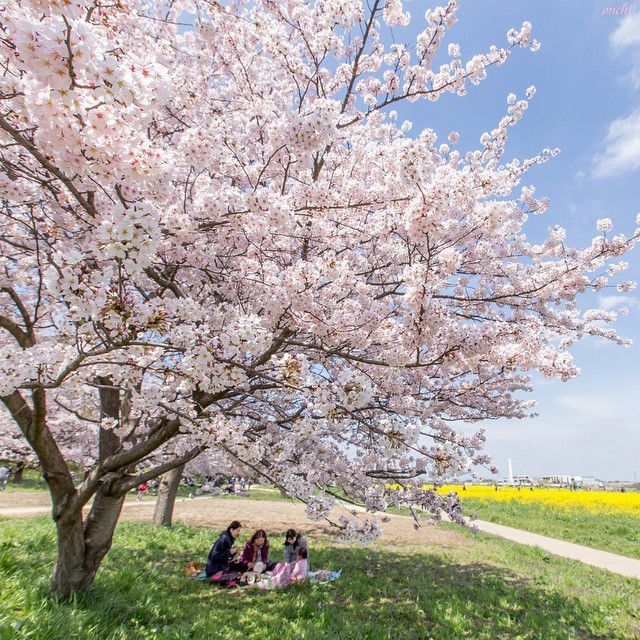 満開まであと少し！関東でオススメのお花見スポット5選