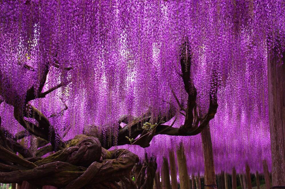 【栃木】GWの感動スポット！「あしかがフラワーパーク」の藤棚が息をのむほど美しい