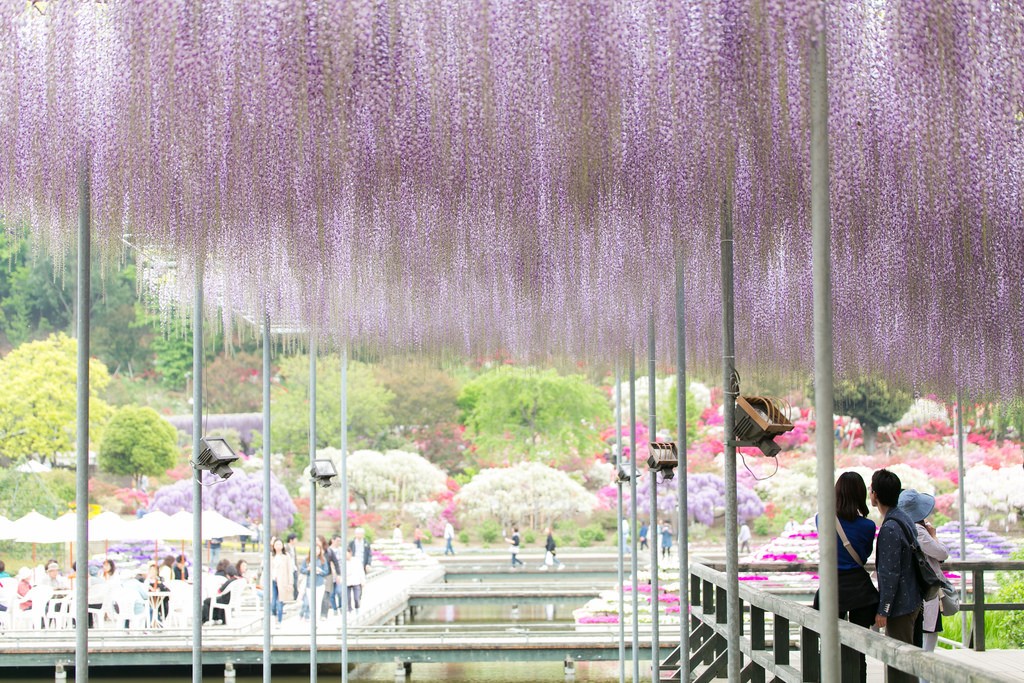 【栃木】GWの感動スポット！「あしかがフラワーパーク」の藤棚が息をのむほど美しい