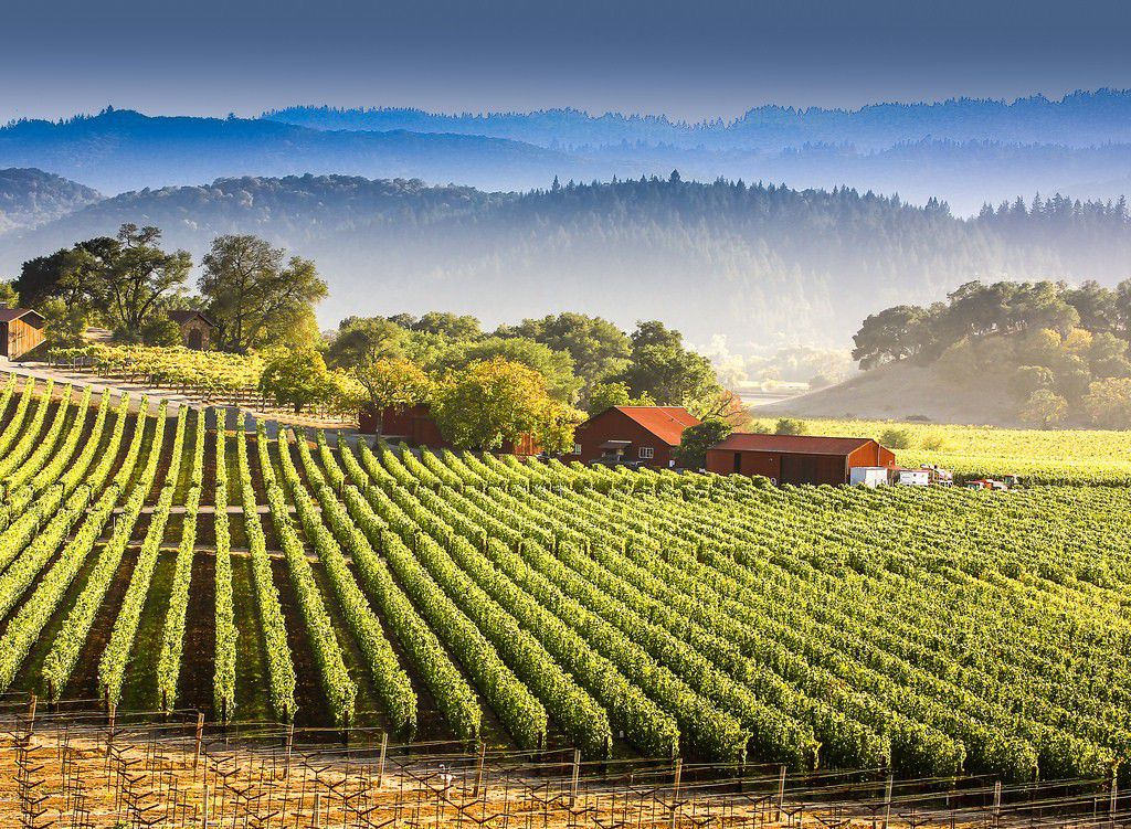 カリフォルニアワインを巡る旅！サンフランシスコからナパバレーで行くべきワイナリー４選