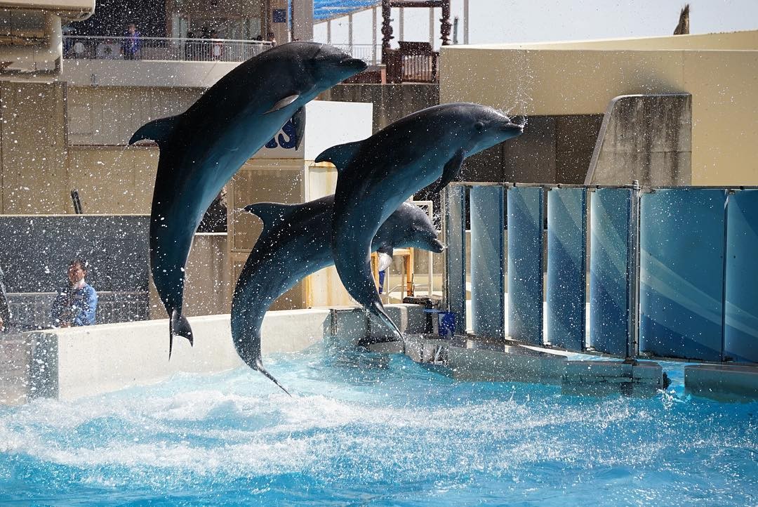 江ノ島おすすめ観光＆グルメスポット！新江ノ島水族館に生しらすも！