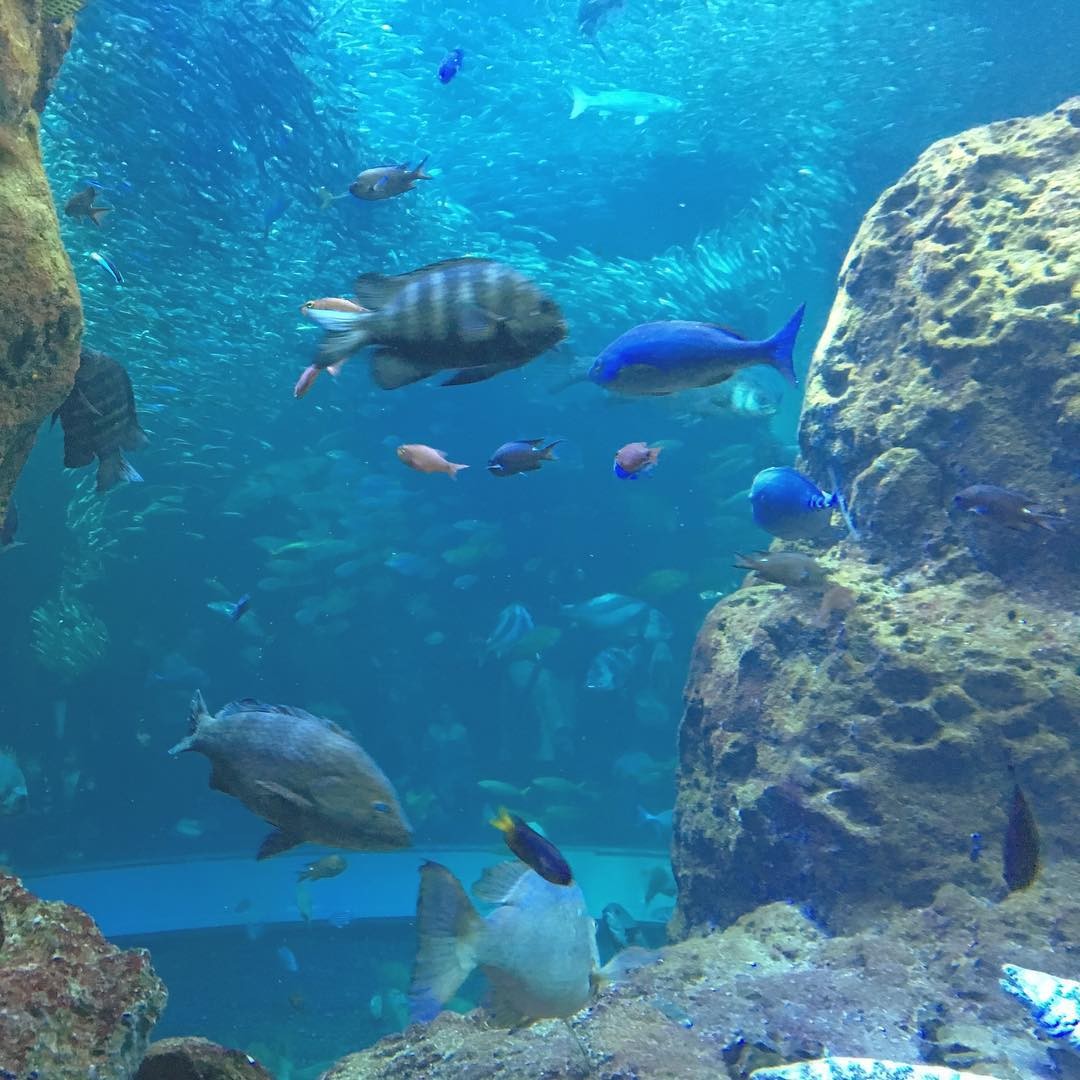 江ノ島おすすめ観光＆グルメスポット！新江ノ島水族館に生しらすも！