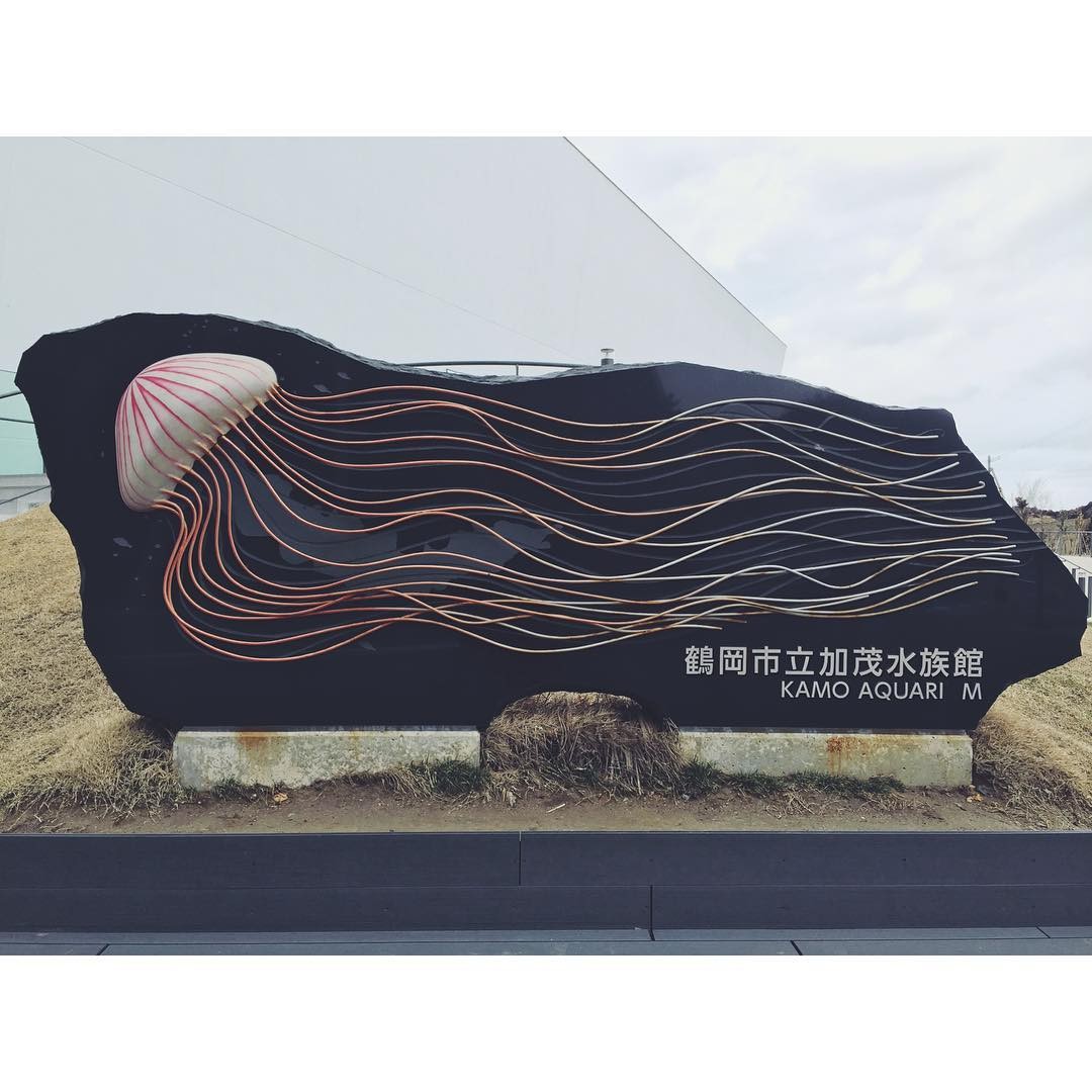 山形県鶴岡の人気スポット「加茂水族館」！クラゲがつくりだす神秘の世界