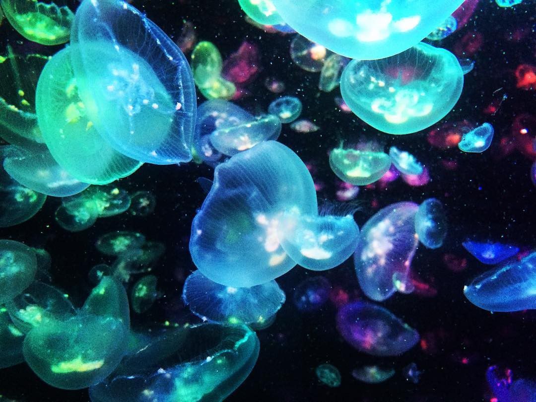 山形県鶴岡の人気スポット「加茂水族館」！クラゲがつくりだす神秘の世界