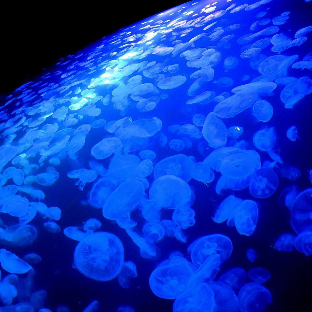 山形県鶴岡の人気スポット「加茂水族館」！クラゲがつくりだす神秘の世界