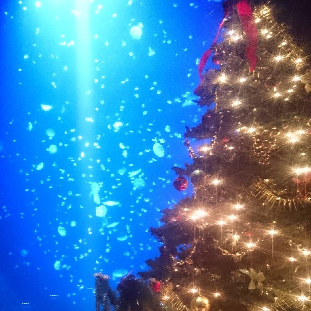 山形県鶴岡の人気スポット「加茂水族館」！クラゲがつくりだす神秘の世界