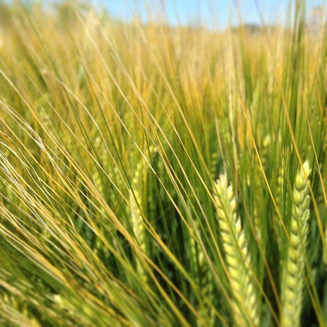 サンフランシスコでおすすめの人気バー＆ラウンジ５選！カリフォルニアワインと地ビールが最高