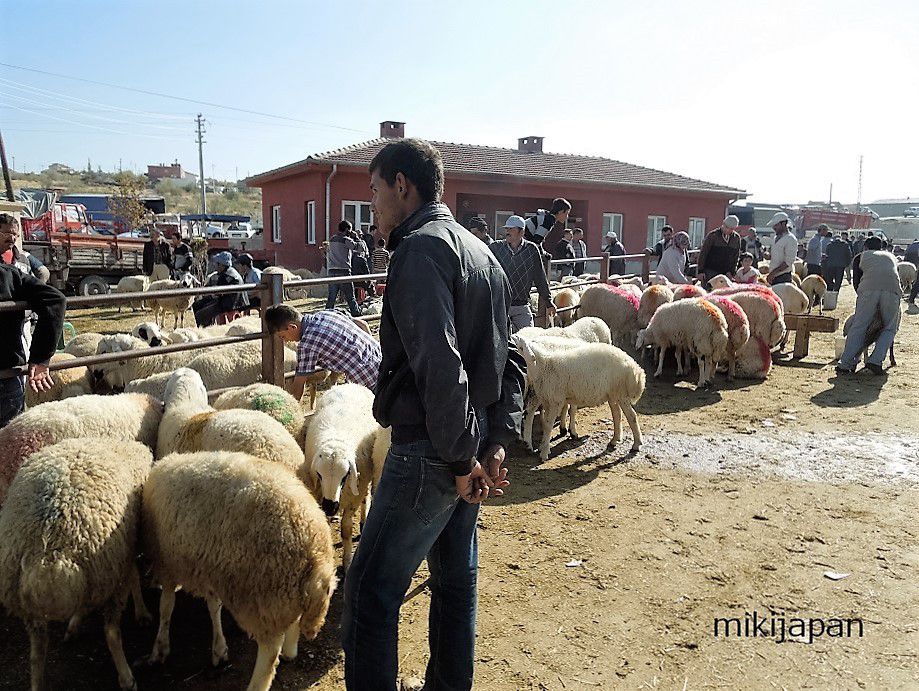 ヤギや羊の市場！トルコ・ネヴシェヒルで動物市場で貴重な光景の目撃者に！
