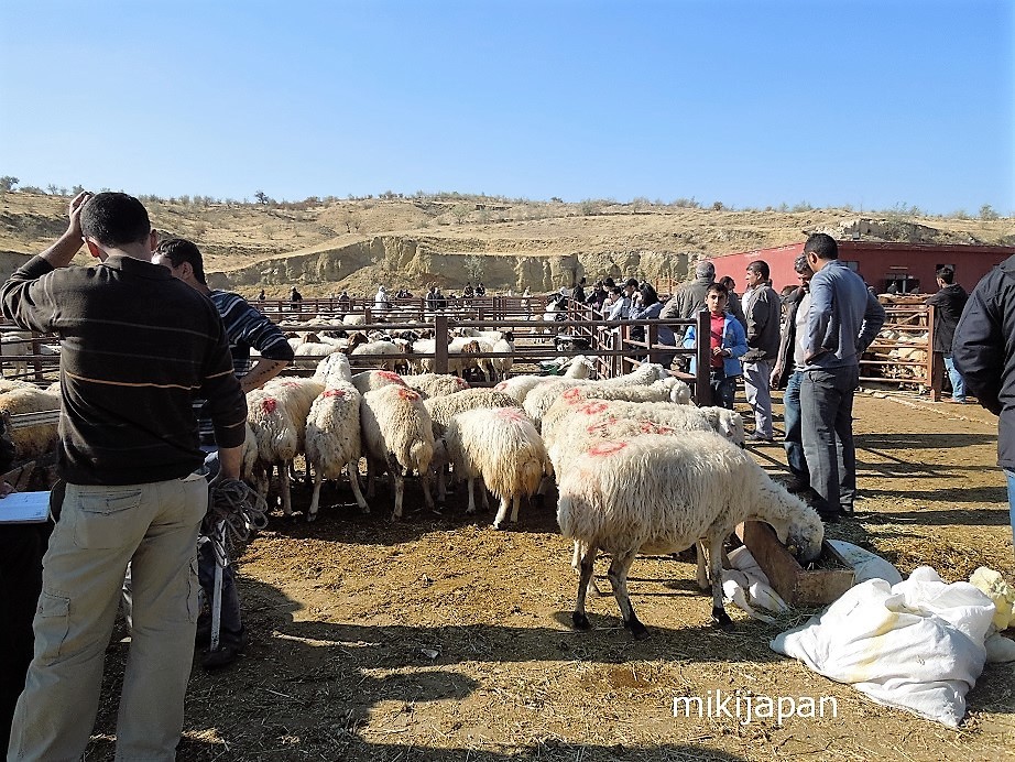 ヤギや羊の市場！トルコ・ネヴシェヒルで動物市場で貴重な光景の目撃者に！