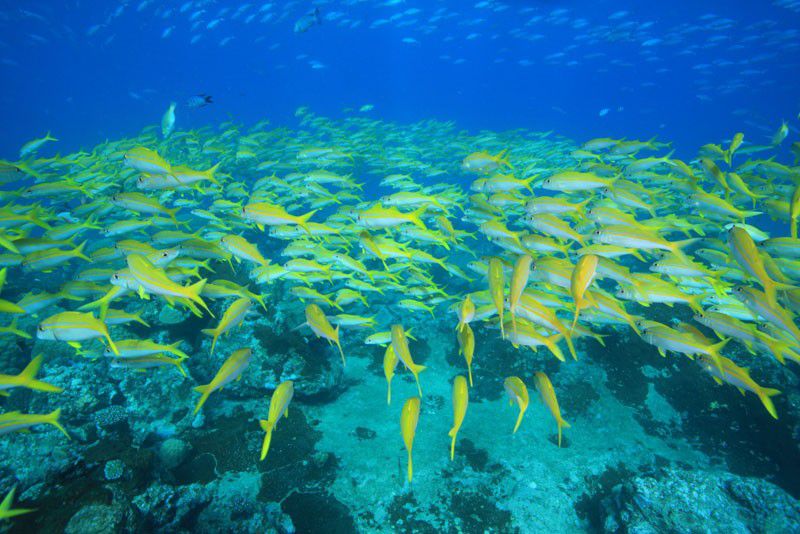 ニューカレドニアの人気ダイビングスポット7選！ ヌメアの海にチャレンジ