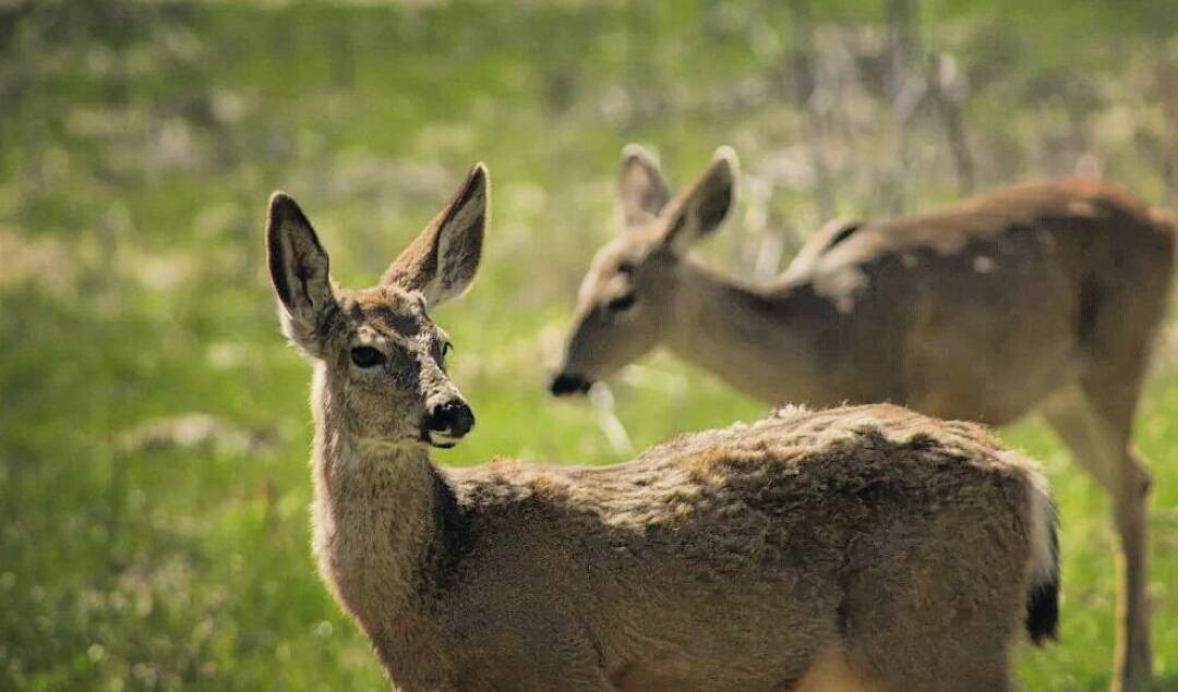 アメリカ西海岸・ヨセミテ国立公園で遊ぶ！人気アクティビティと出会える動物紹介