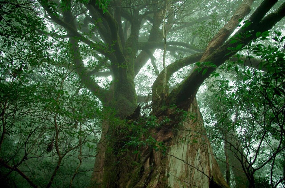 鹿児島の世界自然遺産「屋久島」の過ごし方！屋久杉だけじゃない全魅力まとめ