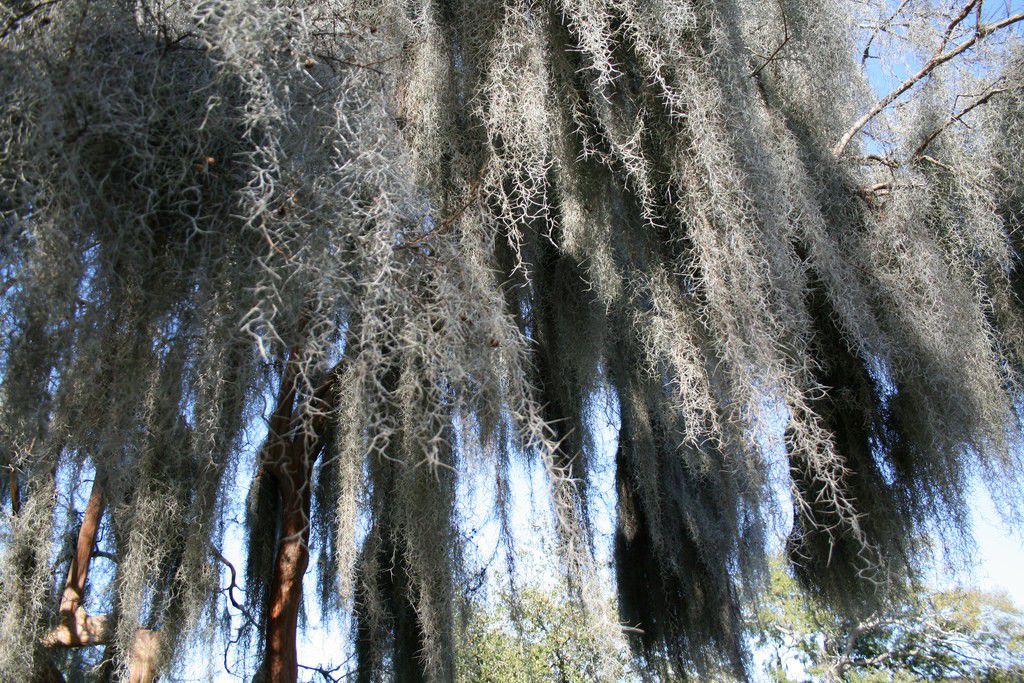アメリカ・エバーグレーズ国立公園ガイドブック！湿原の動植物とネイチャートレイル