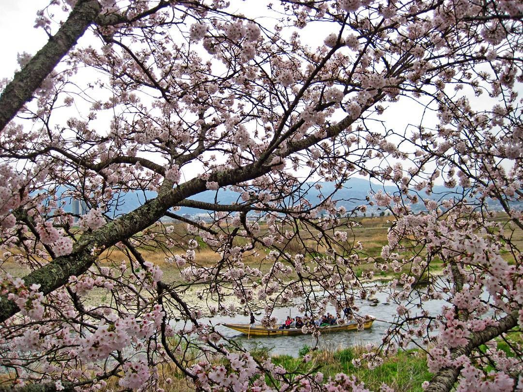 京都名物！保津川下り＆トロッコ列車の魅力を徹底ガイド！京都の自然を満喫しよう