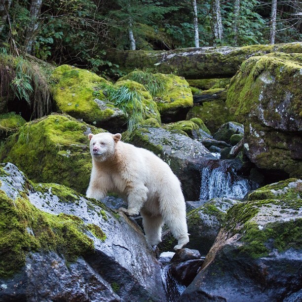 カナダのグレートベア・レインフォレストで精霊のクマに出会う旅へ！