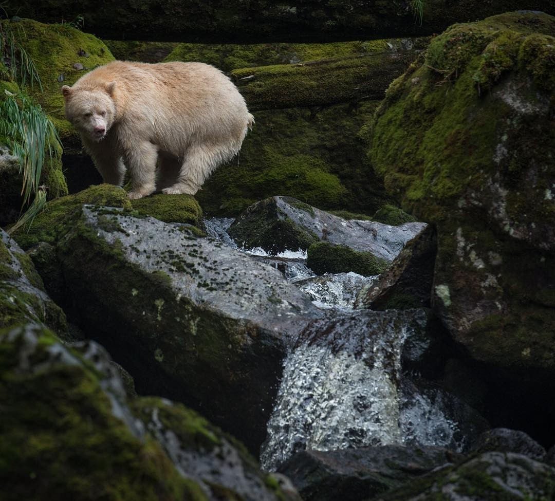 カナダのグレートベア・レインフォレストで精霊のクマに出会う旅へ！