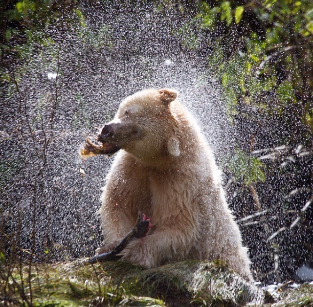 カナダのグレートベア・レインフォレストで精霊のクマに出会う旅へ！