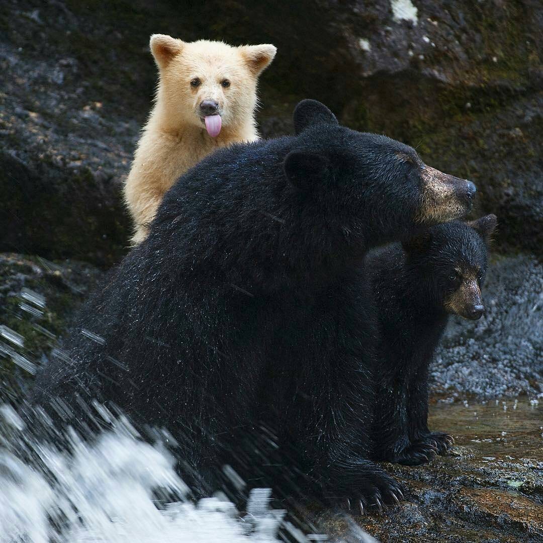 カナダのグレートベア・レインフォレストで精霊のクマに出会う旅へ！