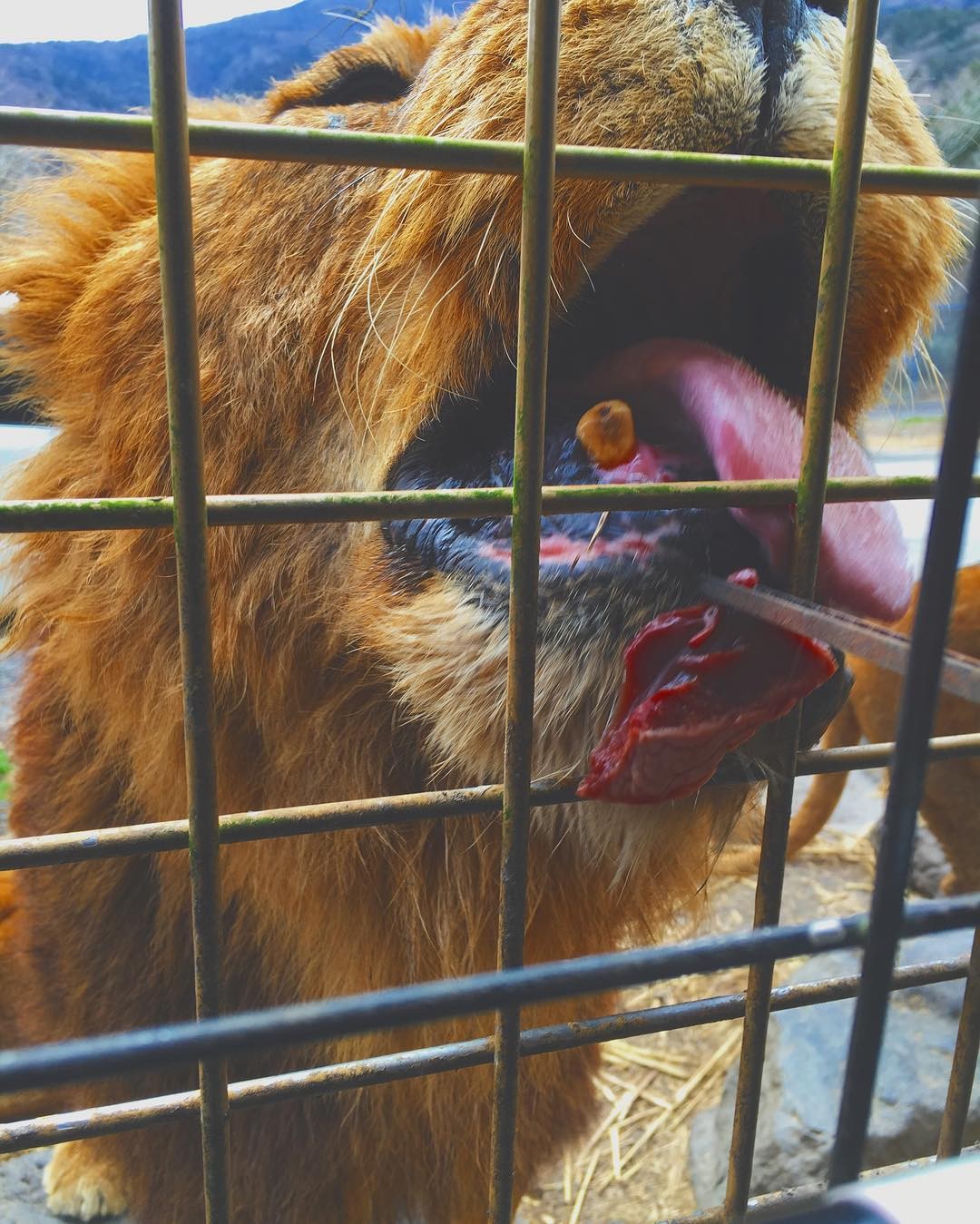 赤ちゃんライオン可愛すぎ！富士サファリパークで野生動物と触れ合う週末旅のススメ