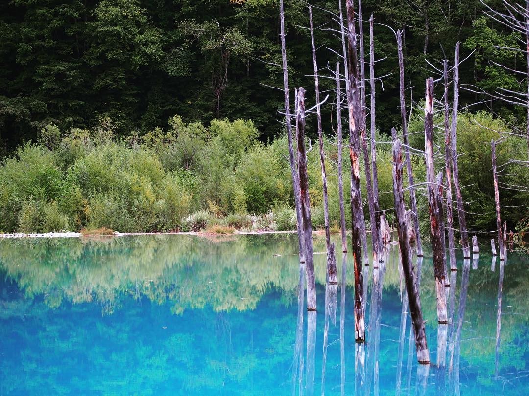 北海道・美瑛旅行の人気スポット「青い池」特集！コバルトブルーの神秘スポットへ