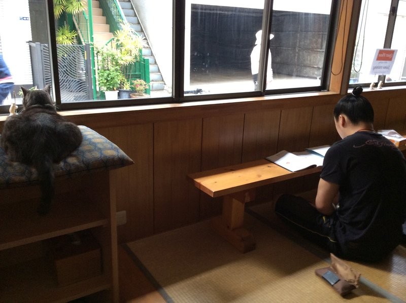 【日本橋】お相撲さん×猫のコラボ！荒汐部屋の看板猫”モルちゃん”が可愛すぎると話題