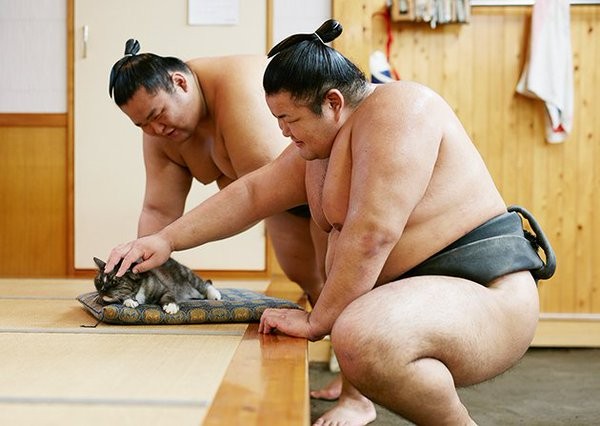 【日本橋】お相撲さん×猫のコラボ！荒汐部屋の看板猫”モルちゃん”が可愛すぎると話題