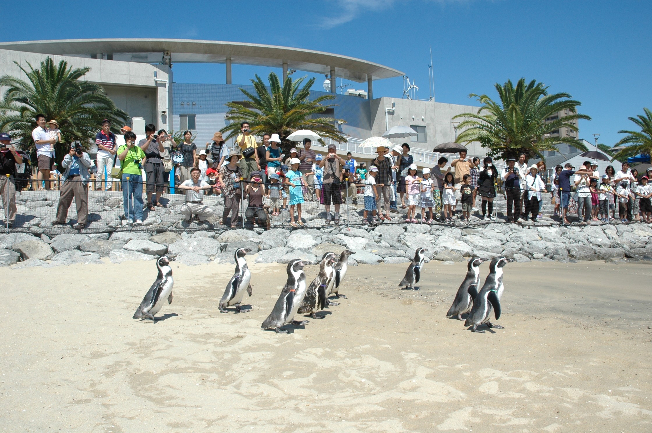 ペンギンに会える国内水族館特集！大人気のマリンパークで歩く姿に癒されたい♡