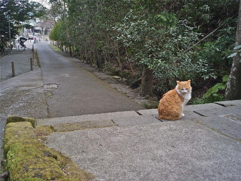 【鎌倉・長崎・京都】街で可愛い猫に出会えるスポット３選