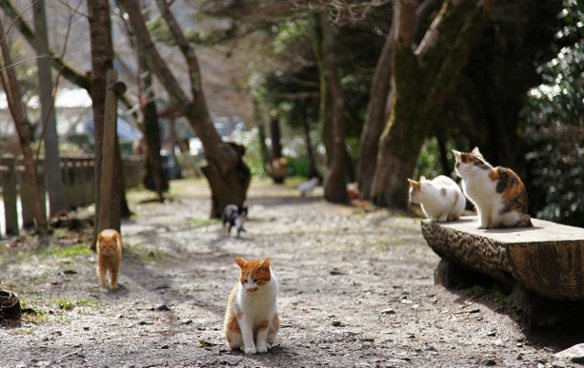 【鎌倉・長崎・京都】街で可愛い猫に出会えるスポット３選