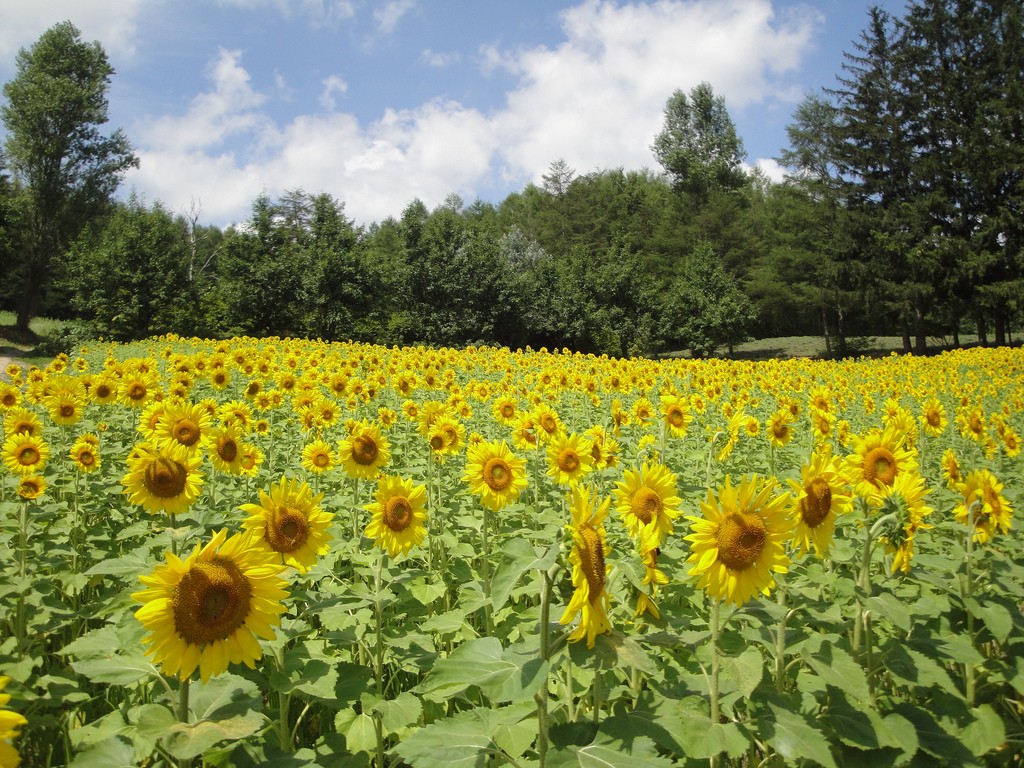 夏の北海道・富良野の人気スポット特集！美しい花畑の絶景をこの目で見よう
