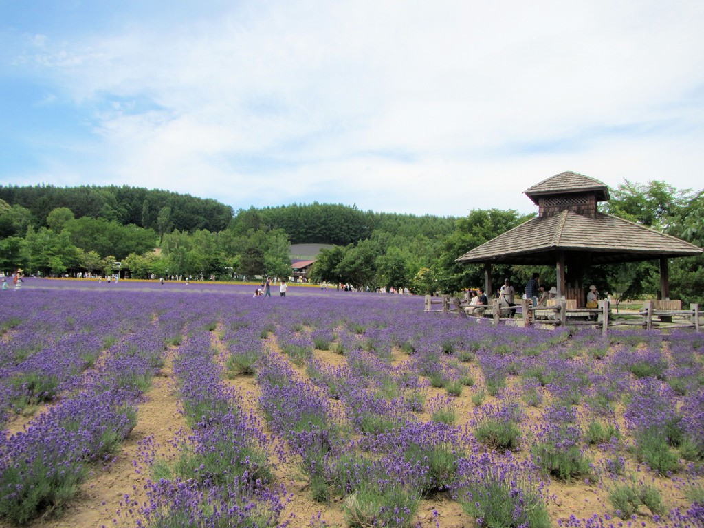 夏の北海道・富良野の人気スポット特集！美しい花畑の絶景をこの目で見よう