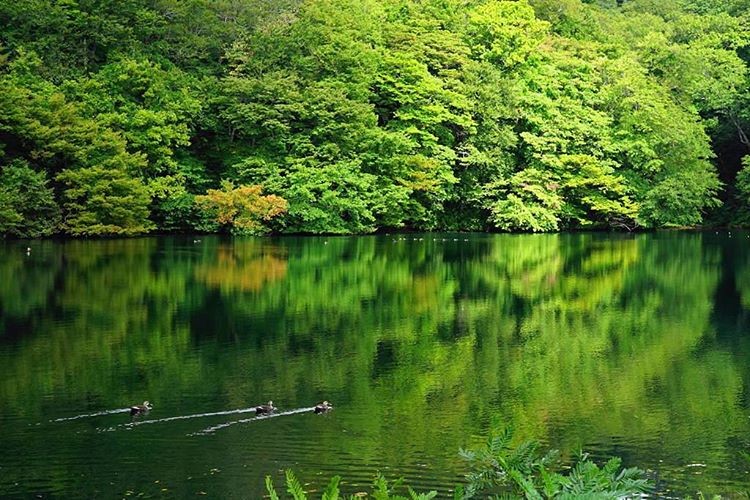 【青森県】知られざる白神山地の幻想的な世界