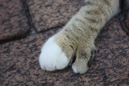 指が多いネコ！フロリダで「ヘミングウェイ ６本指の猫」に会える！
