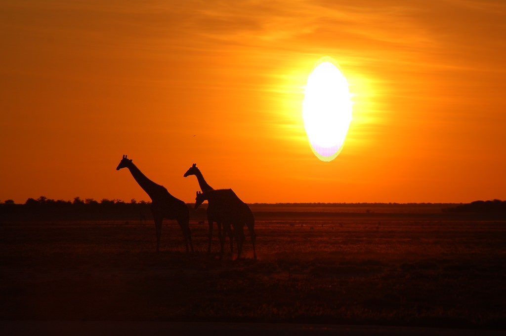 【アフリカ】ナミビア・エトーシャ国立公園のサファリをレンタカーで観光！