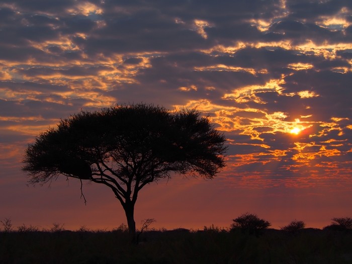 【アフリカ】ナミビア・エトーシャ国立公園のサファリをレンタカーで観光！