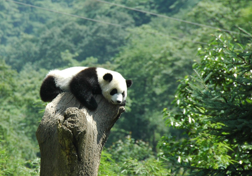 中国・四川の世界遺産3選！神秘的な秘境の世界と可愛いパンダにリラックス♪