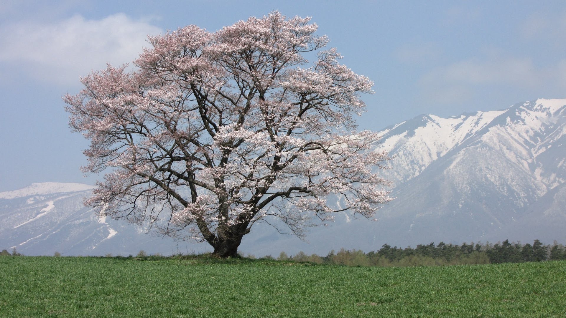 岩手県雫石町「小岩井農場まきば園」特集！NHKの朝ドラで一躍有名になった一本桜と見どころまとめ
