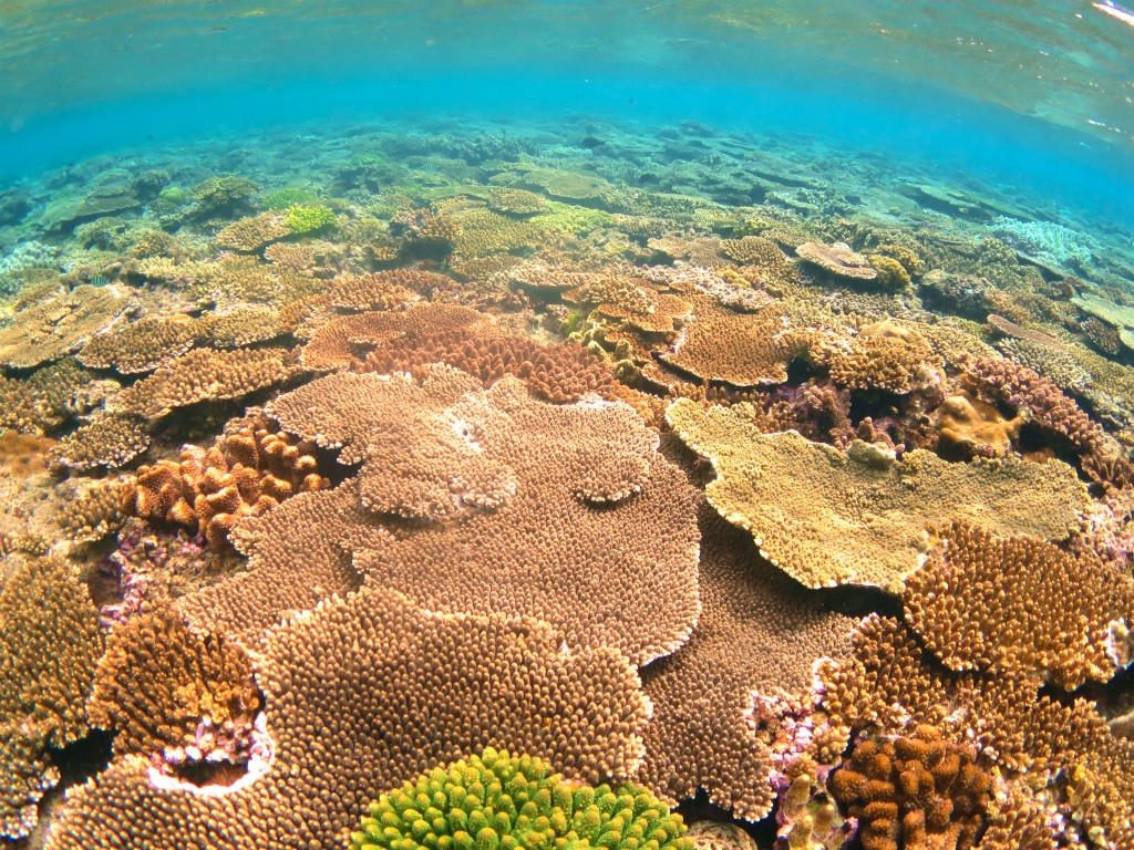 沖縄の秘島・水納島でシュノーケリング＆ダイビング！珊瑚礁と珍魚に出会えるスポット