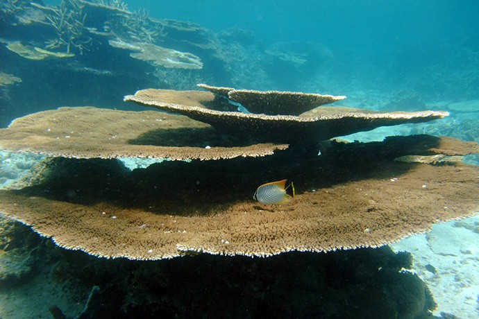 沖縄の秘島・水納島でシュノーケリング＆ダイビング！珊瑚礁と珍魚に出会えるスポット