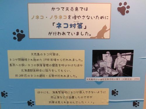 北海道・羽幌港からフェリーで行く天売島は海鳥の楽園！野良猫との戦いも！