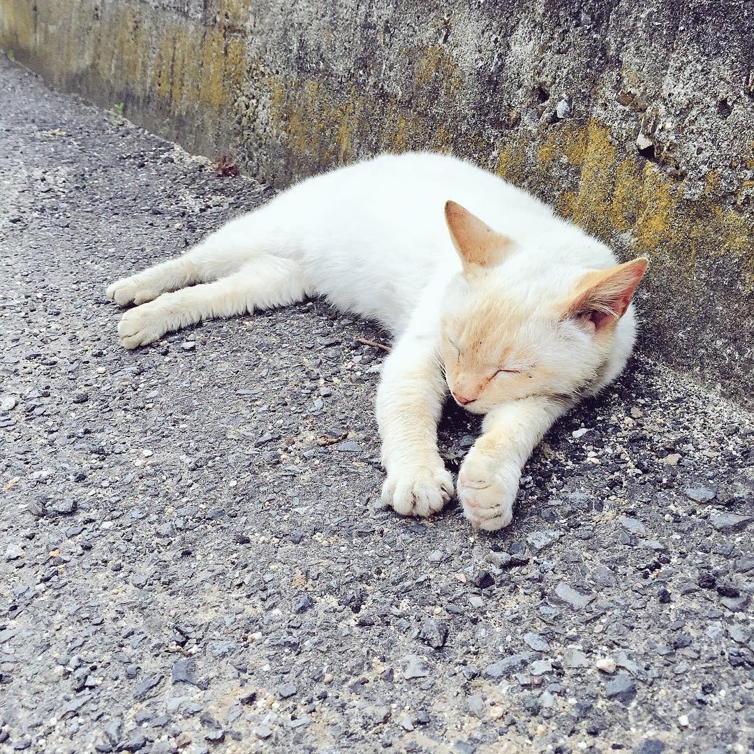 瀬戸内の猫アイランド「男木島」徹底ガイド！アート×猫コラボを楽しむ二時間散策プラン