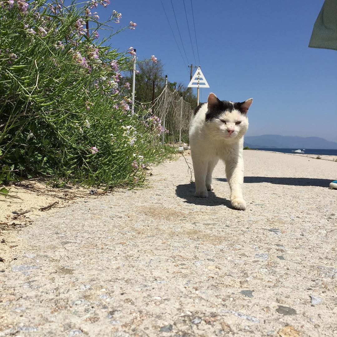 瀬戸内の猫アイランド「男木島」徹底ガイド！アート×猫コラボを楽しむ二時間散策プラン